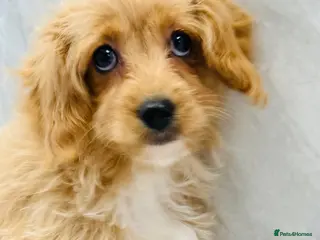Cavapoo dogs Cavapoo puppies - Advert 5