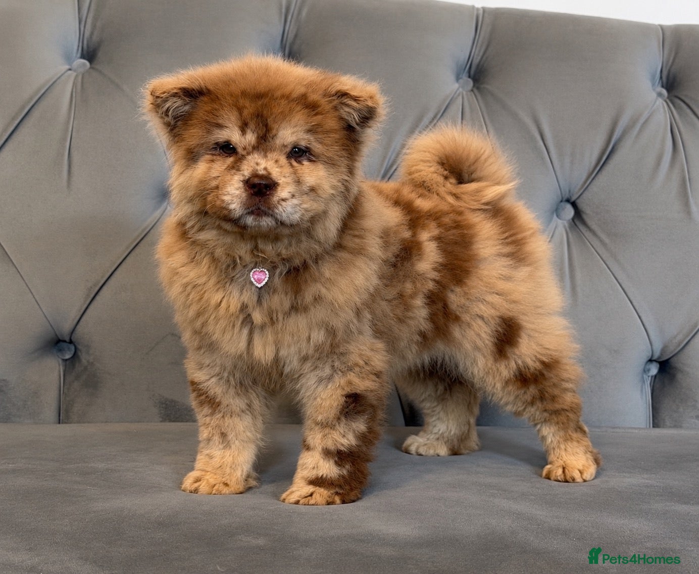Chow Chow dogs for sale: Stunning exotic colour chowski puppies for sale  - Advert 1