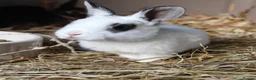 Rex rabbits for sale: Mini Rex Rabbits  - Advert 23