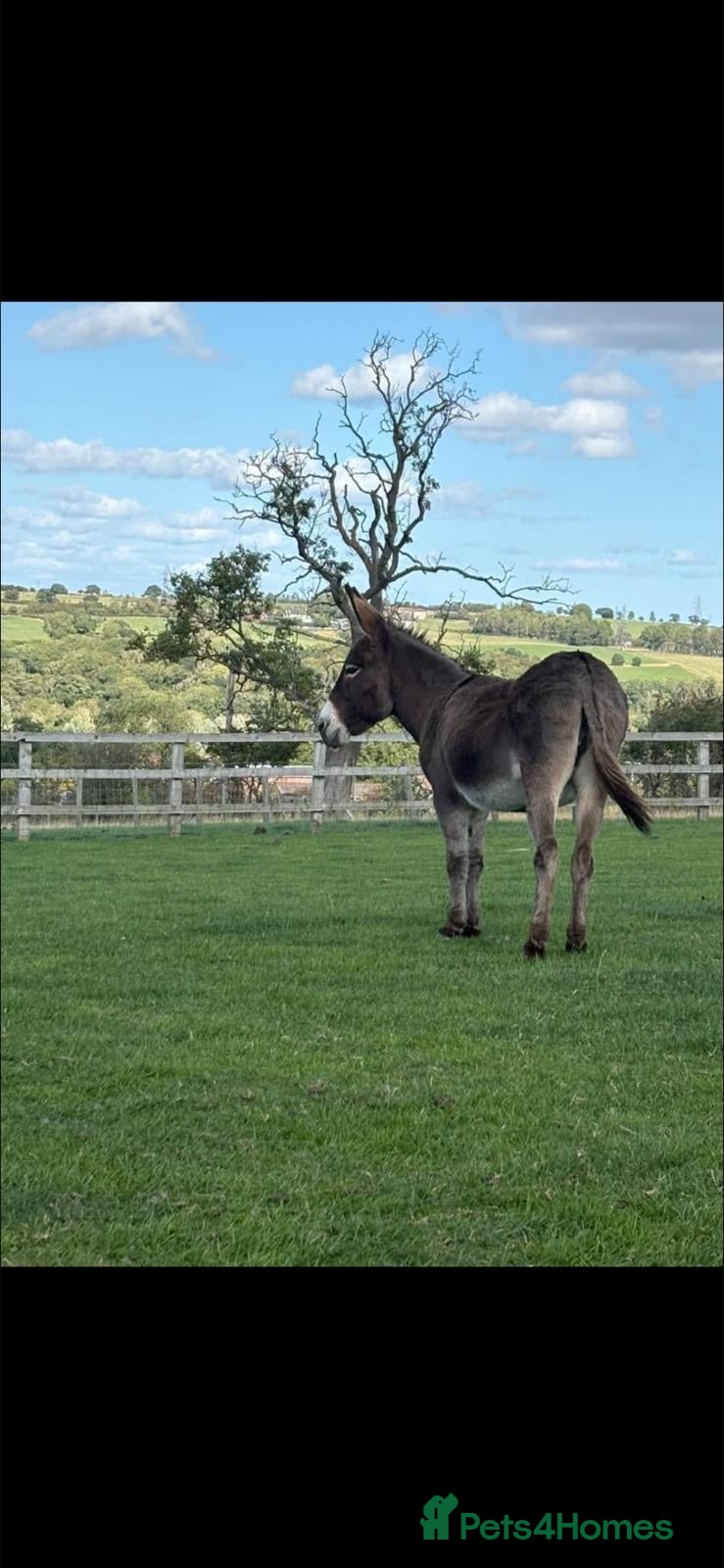 Donkey livestock Gorgeous Jenny donkey in foal - Advert 2