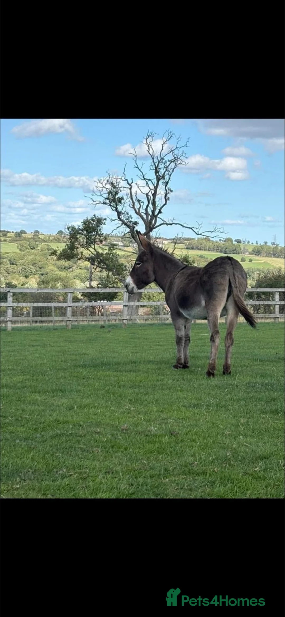 Donkey livestock for sale: Gorgeous Jenny donkey in foal - Advert 1