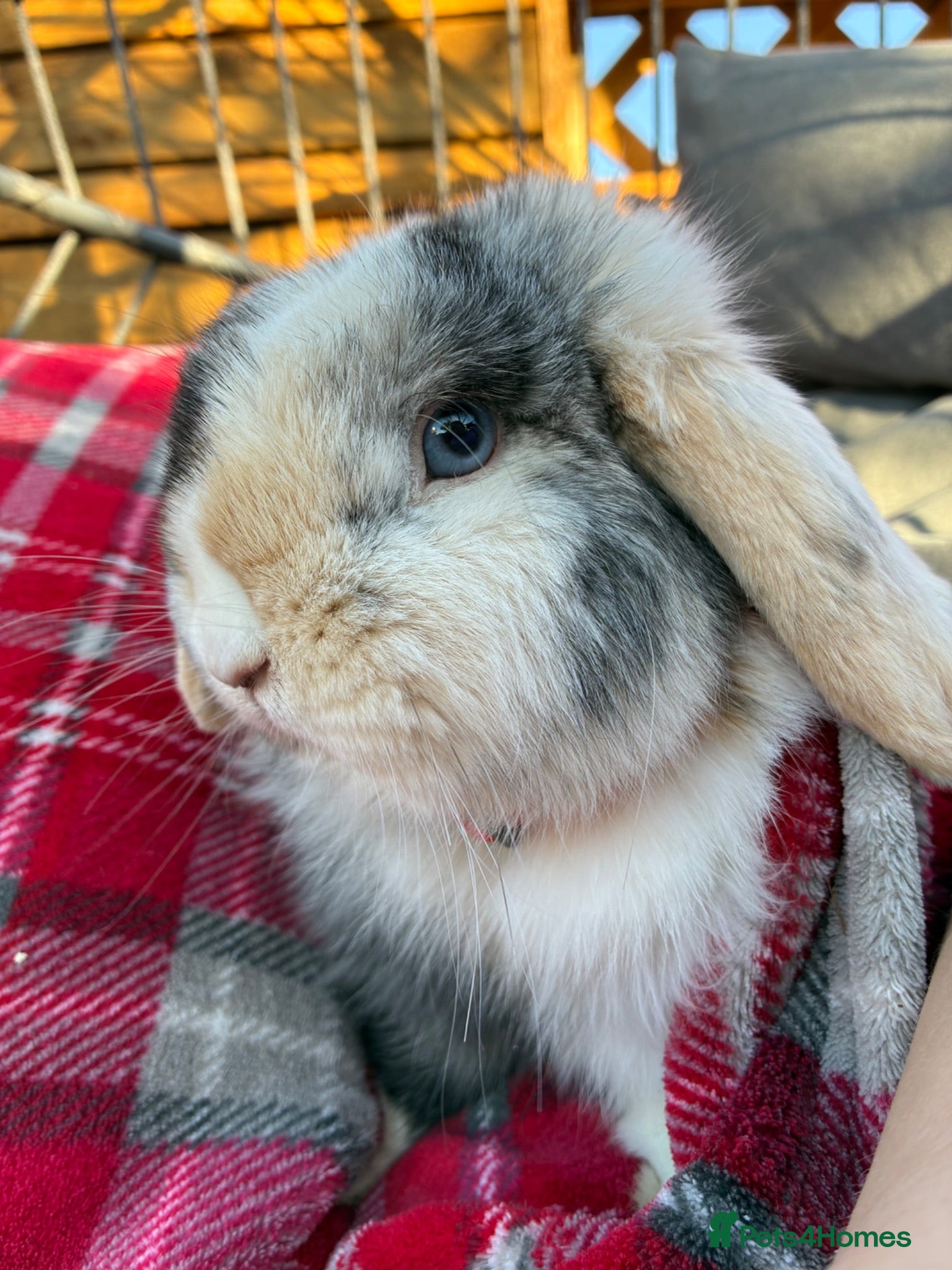 Mini Lop rabbits Pure Mini lop boy  - Advert 2