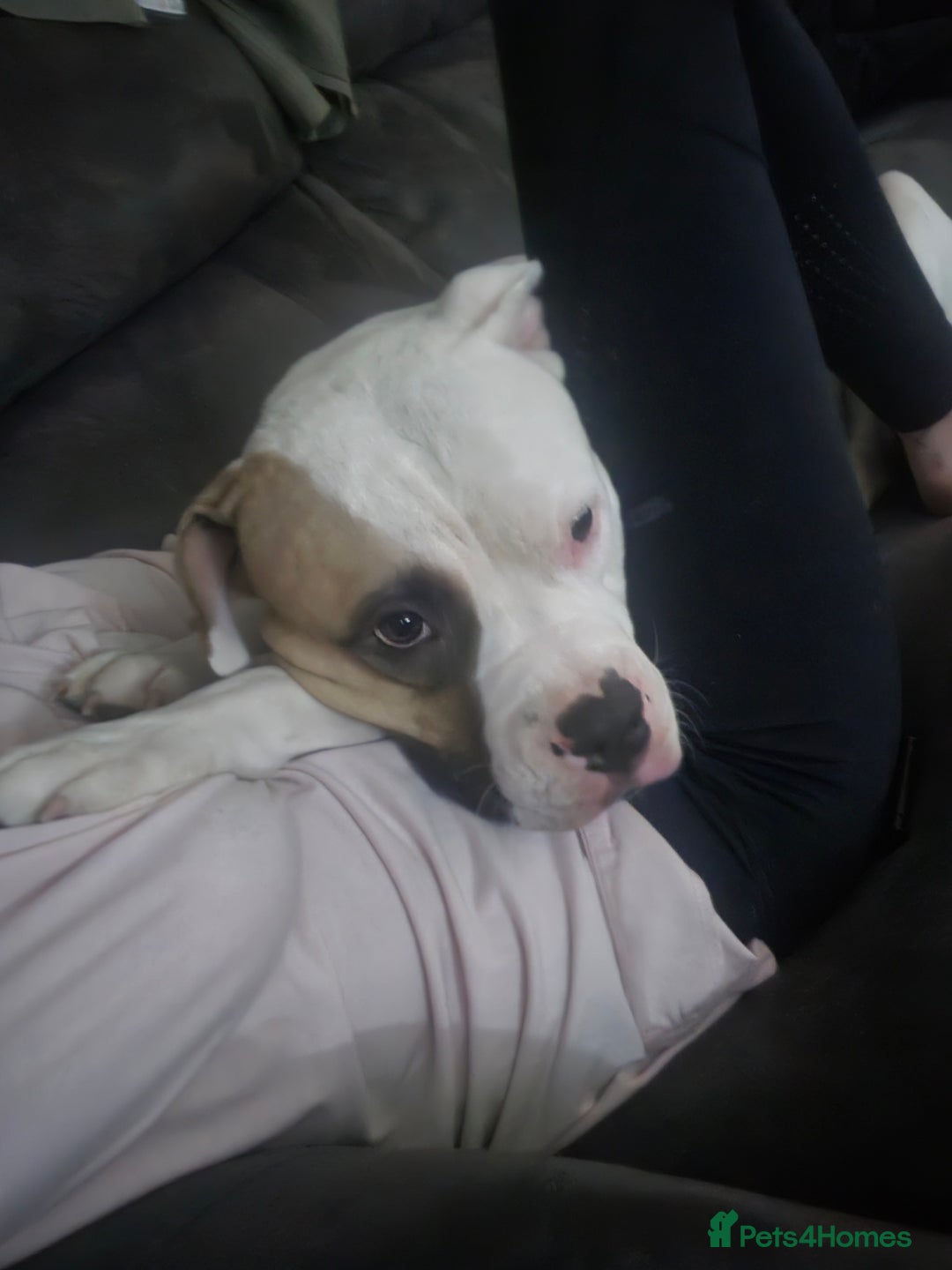 American Bulldog dogs for sale: American bulldog  - Advert 4