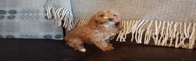 Cockapoo 5