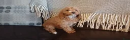 Cockapoo dogs for sale: Cockapoo puppies for sale - Advert 37
