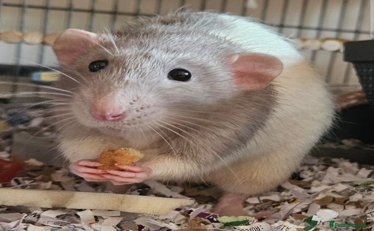 Rat rodents - Advert 4