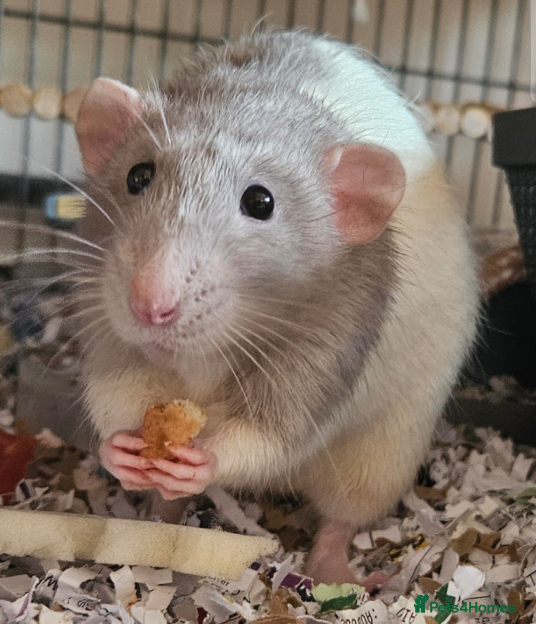 Rat rodents for sale: Rats  - Image 1