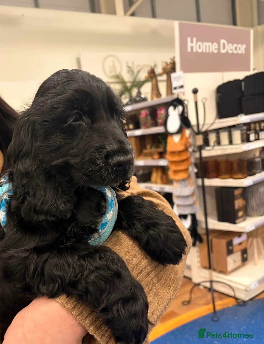 Cocker Spaniel dogs for sale: KC registered Show Cocker Spaniel Male  - Advert 1