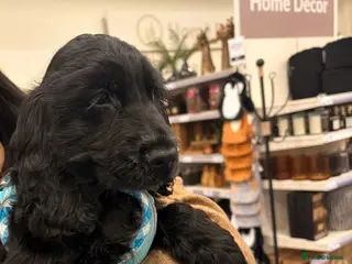 Cocker Spaniel dogs KC registered Show Cocker Spaniel Male - Advert 2