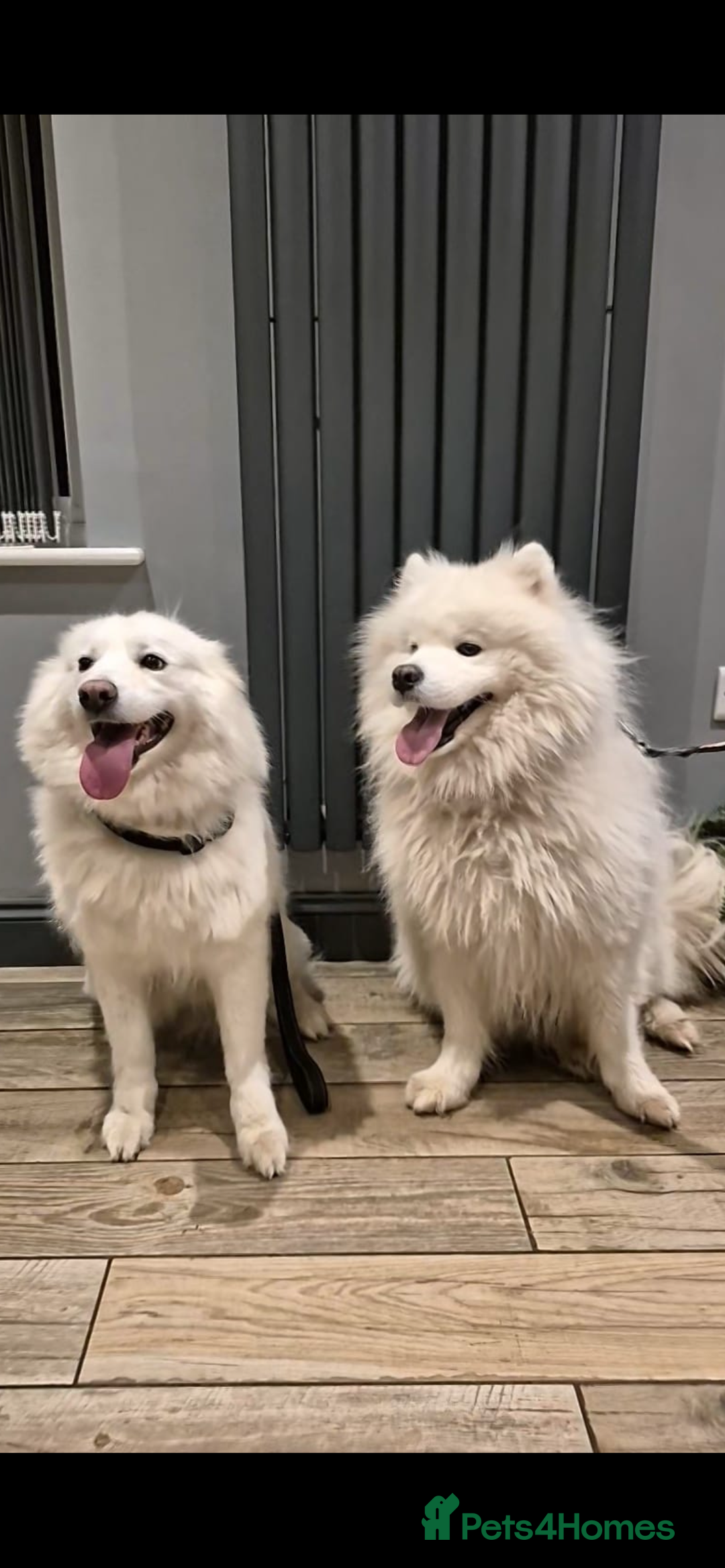 Samoyed dogs for sale: 4 Beautiful Pure Samoyeds ❤️ - Advert 6