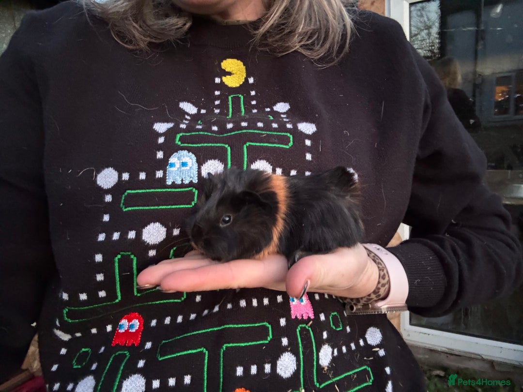 Guinea Pig rodents for sale: 8 boys 2 girls - Advert 6