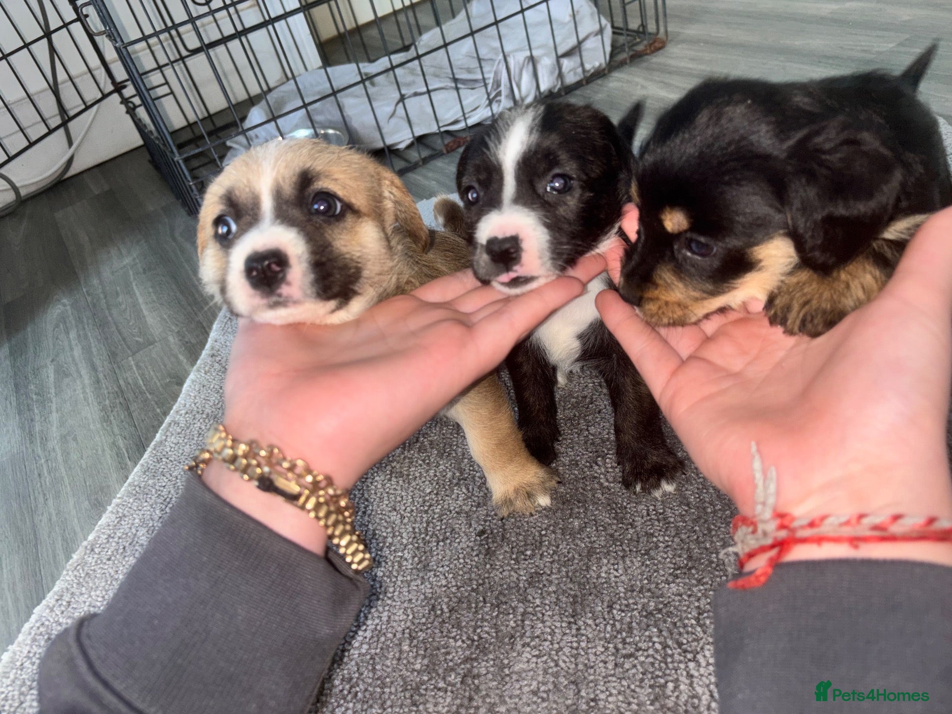 Mixed Breed dogs Jack Shih  - Advert 1