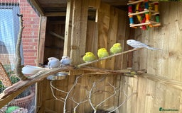 Budgerigars birds for sale: 10 week old budgies for sale.  - Image 6