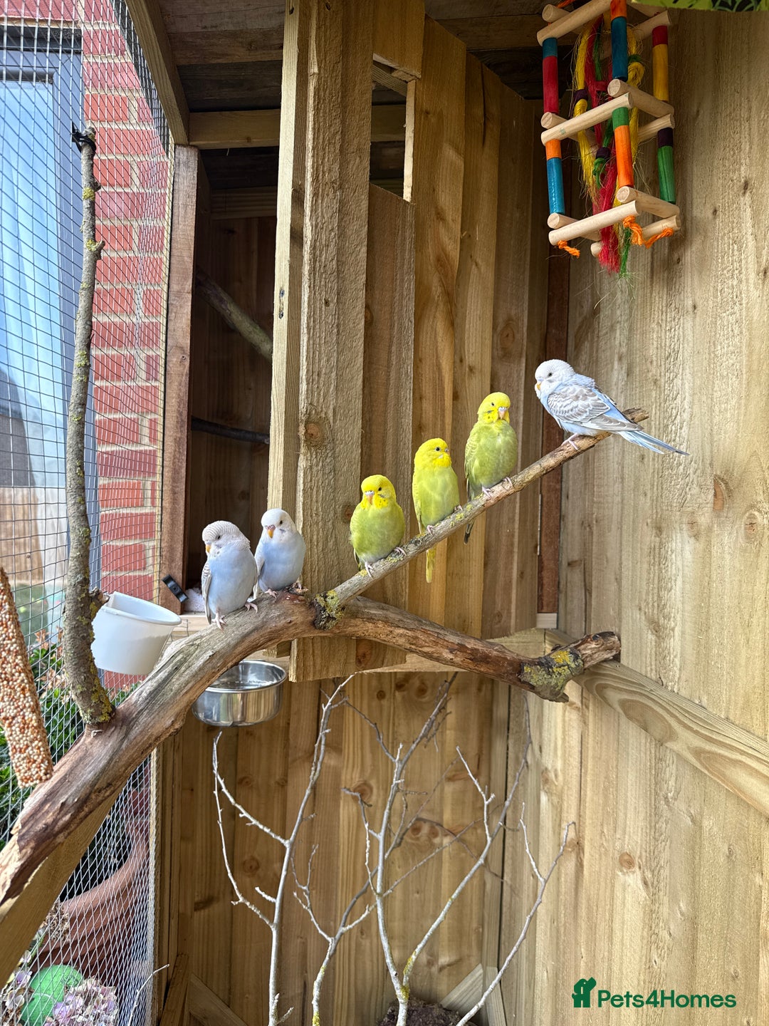 Budgerigars birds for sale: 10 week old budgies for sale.  - Image 6