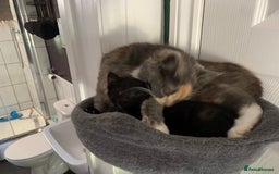British Shorthair cats for sale: Playful girl - Image 13