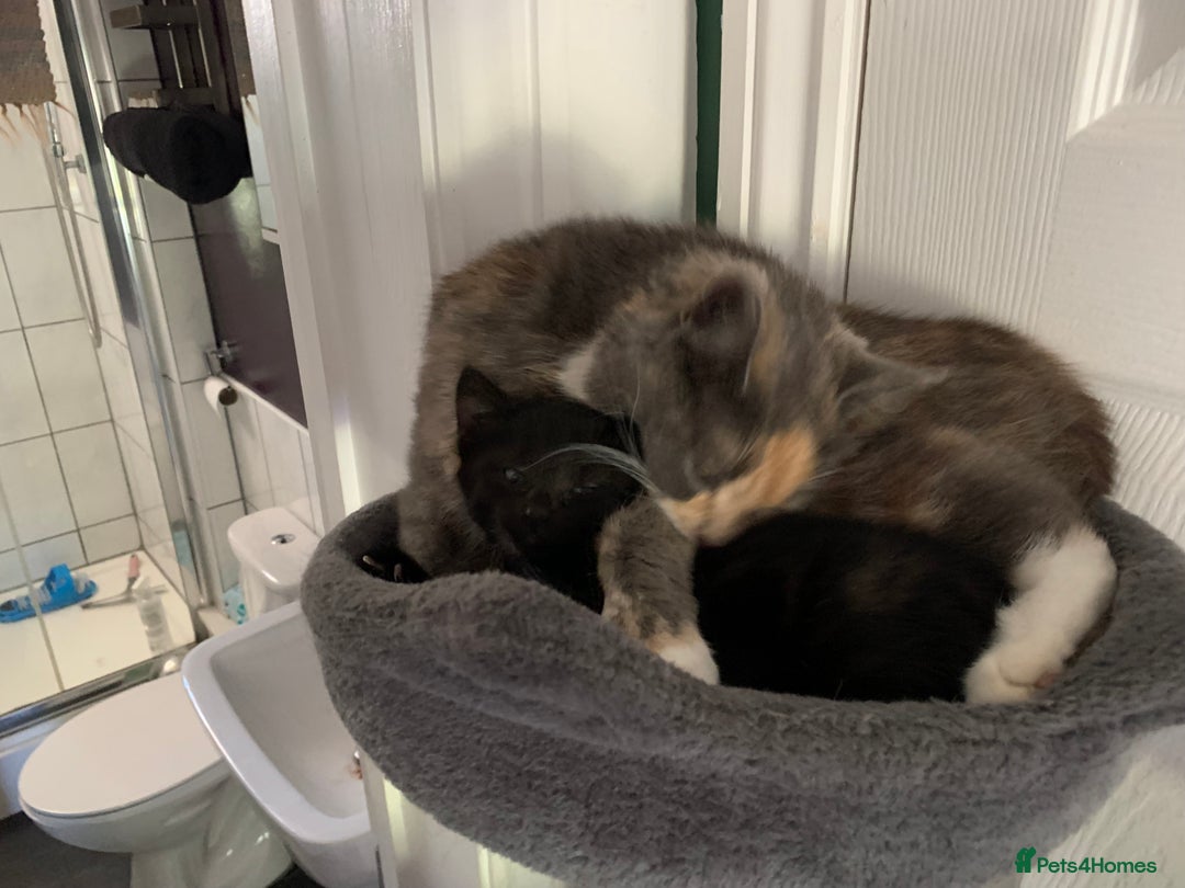 British Shorthair cats for sale: Playful girl - Image 13