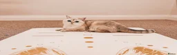 British Shorthair cats for sale: Beautiful Golden Chinchilla Kittens - Advert 1