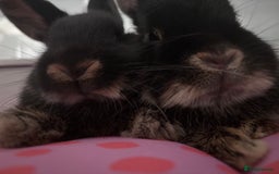Dwarf Lop rabbits for sale: Selling my 2 Bonded GOING TOGETHER.  - Image 2