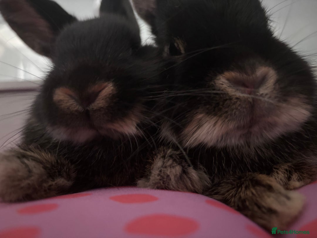 Dwarf Lop rabbits for sale: Selling my 2 Bonded GOING TOGETHER.  - Image 2