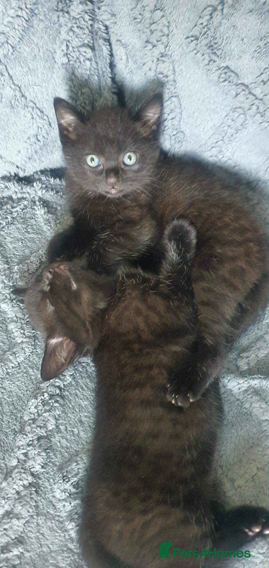 British Shorthair cats British Short hair 2 Available - Advert 1