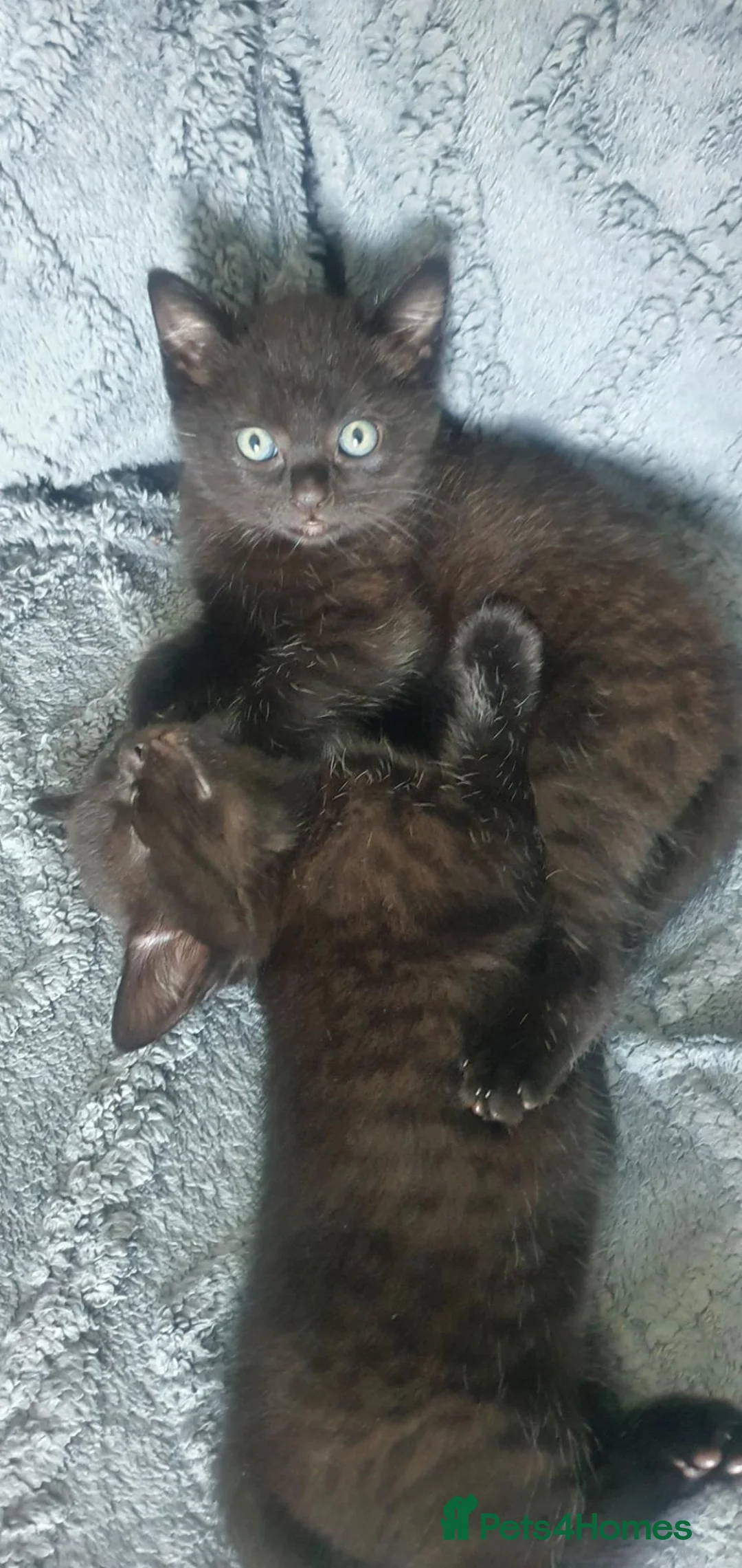British Shorthair cats for sale: British Short hair x 2 Available - Advert 1