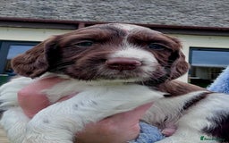 English Springer Spaniel dogs for sale: Springer Spaniels - Image 15