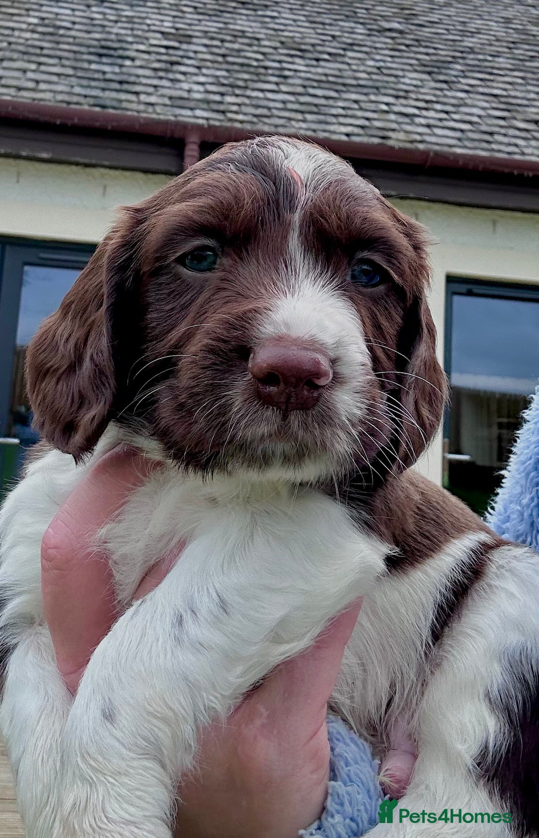 English Springer Spaniel dogs for sale: Springer Spaniels - Image 15
