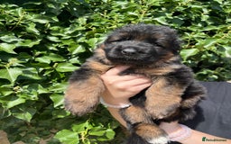 German Shepherd dogs for sale: German Shepard Long haired puppies - Image 10