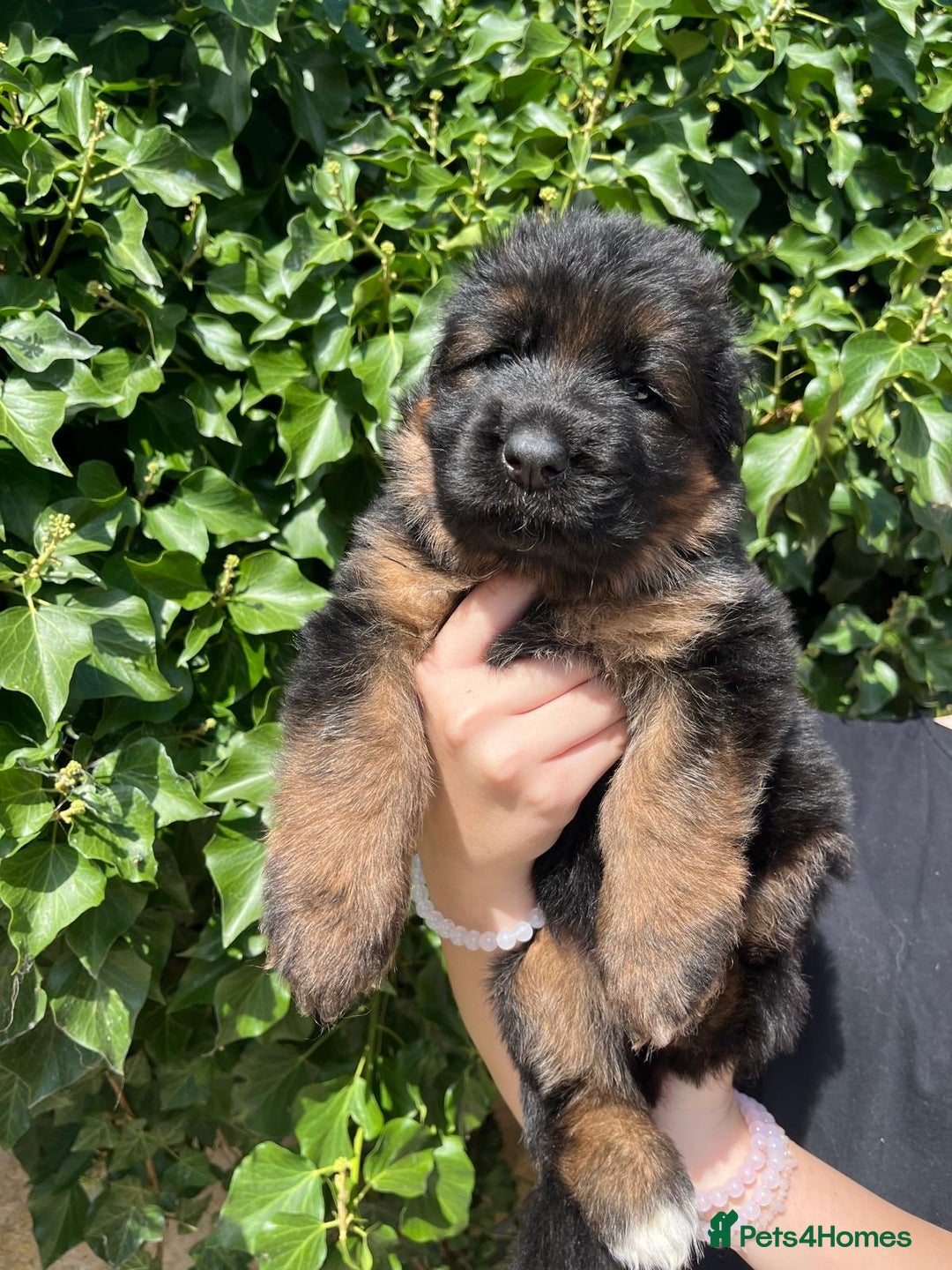 German Shepherd dogs for sale: German Shepard Long haired puppies - Image 10