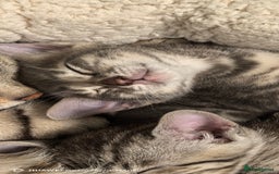 Bengal cats for sale: Silver Bengal kitten for sale  - Advert 18