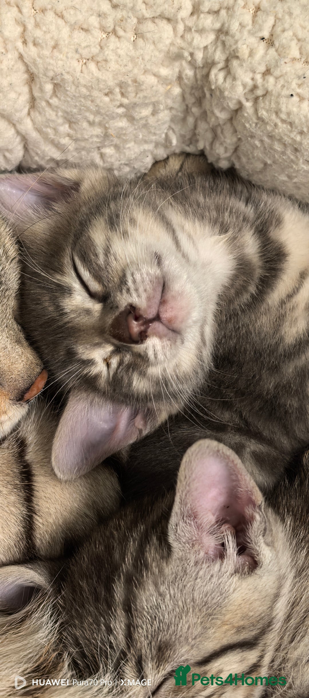 Bengal cats for sale: Silver Bengal kitten for sale  - Advert 18