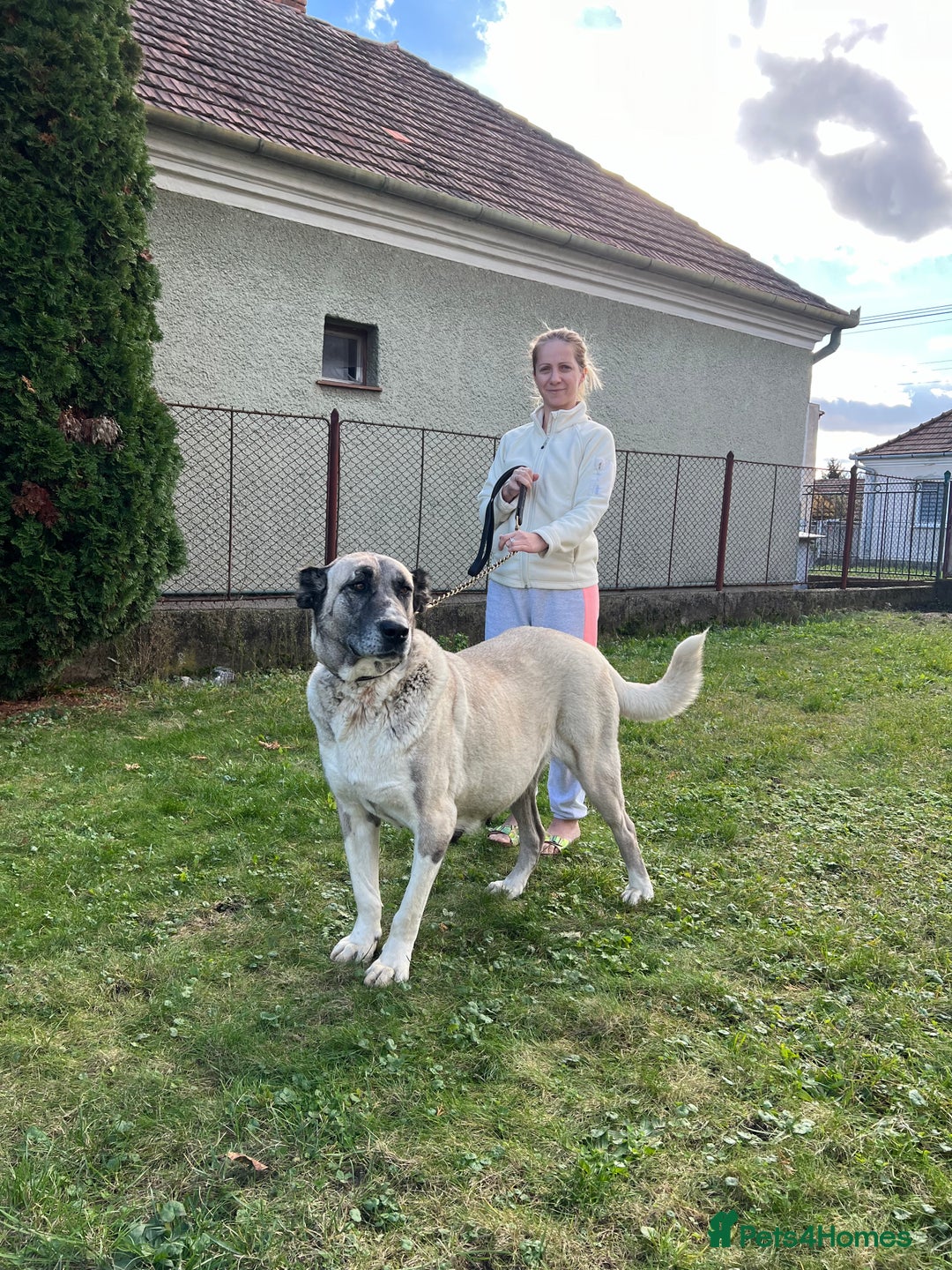 Anatolian Shepherd dogs for sale: Anatolian Shepherd(Malakli) - Advert 20