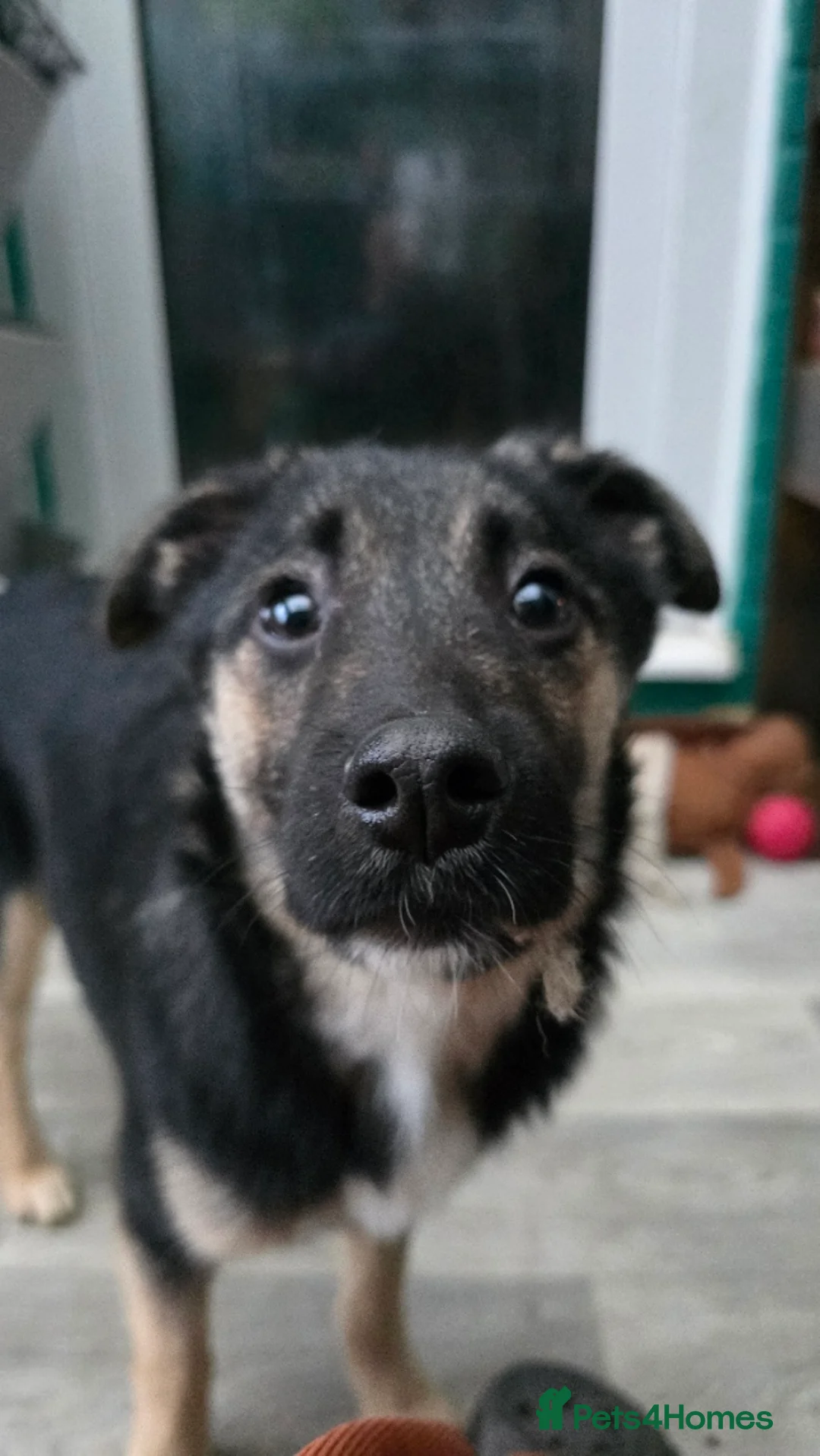 Mixed Breed dogs for adoption: Roquefort for Adoption!  - Advert 7