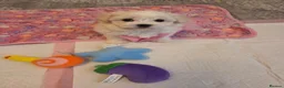Bichon Frise dogs for sale: Cute little puppies  - Advert 6