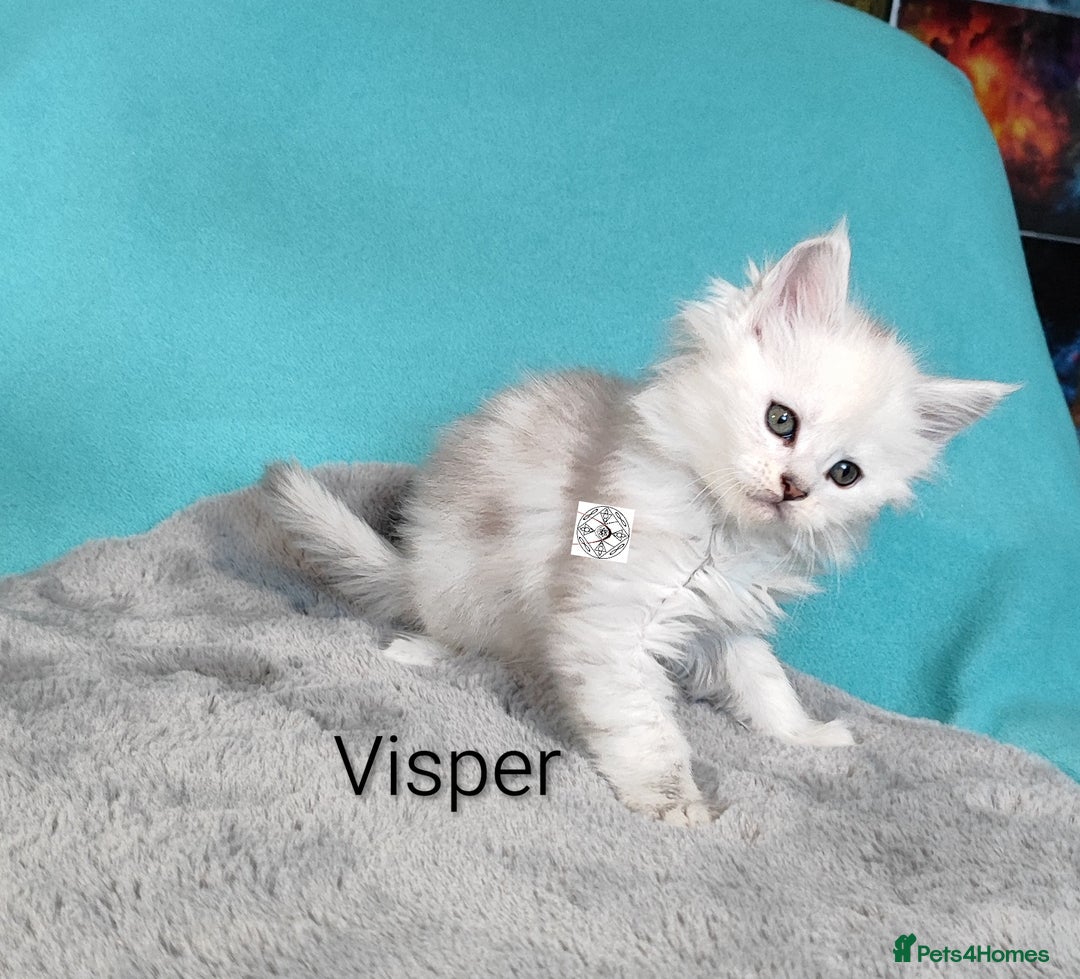 Maine Coon cats for sale: Unique beautiful kittens  - Advert 9