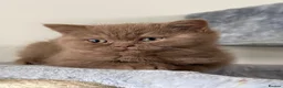British Shorthair cats for sale: Stunning cinnamon British shorthair  - Advert 8