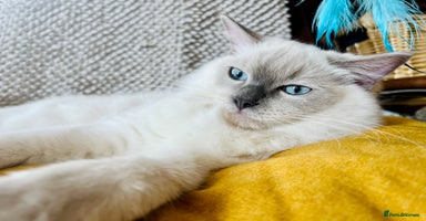 Ragdoll cats - Advert 13