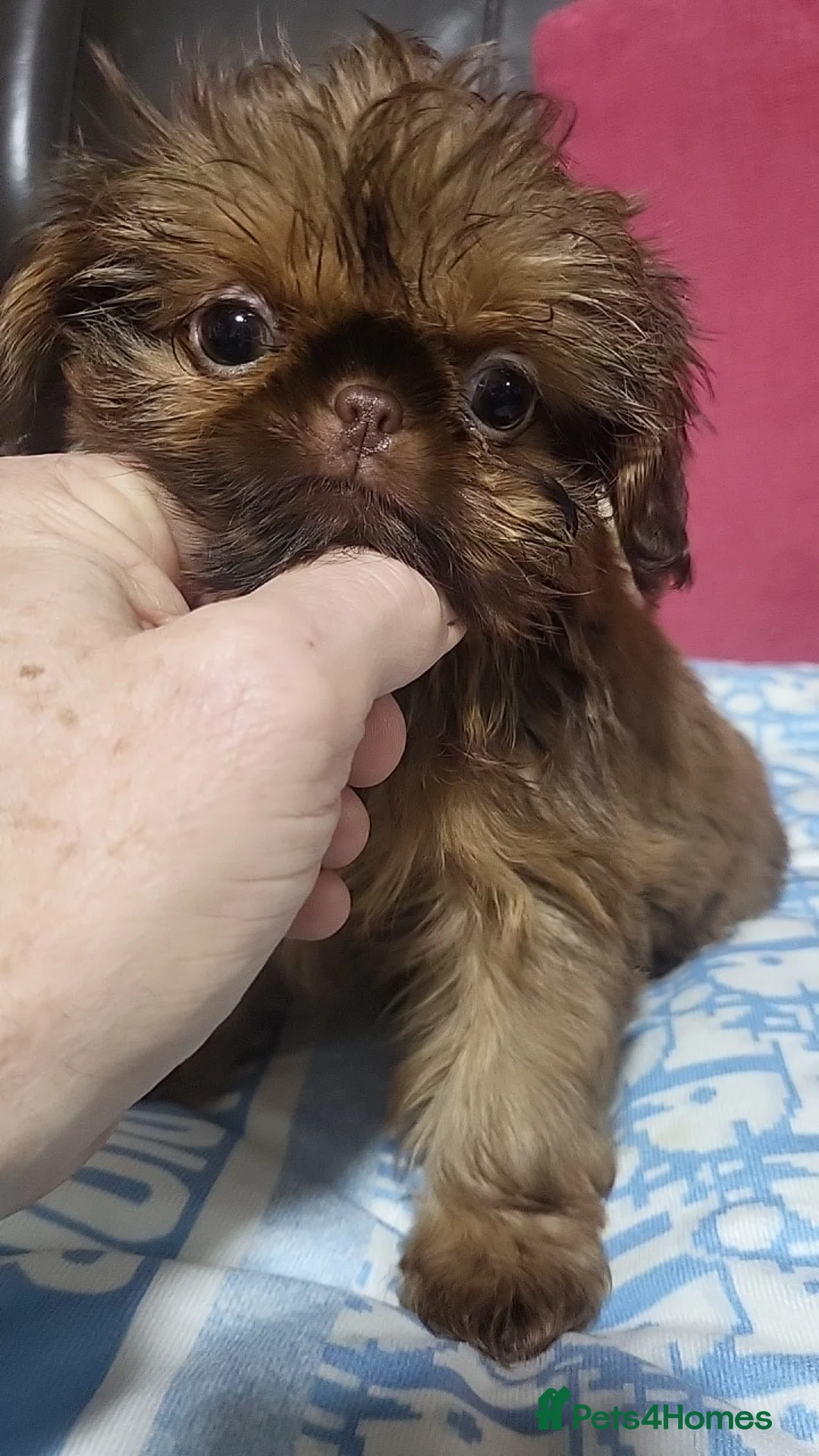 Shih Tzu dogs for sale: shih tzu imperial small girl & boy choc orange  - Advert 10