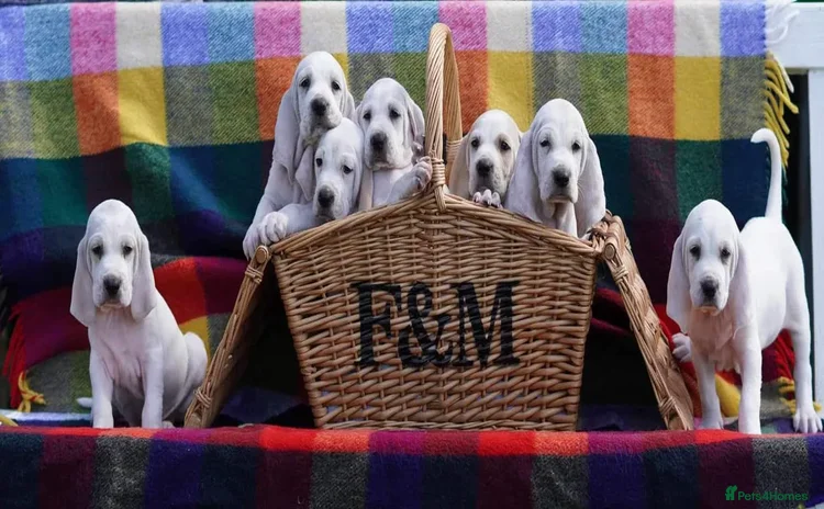 Mixed Breed dogs - Advert 1
