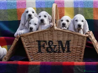 Mixed Breed dogs - Advert 15