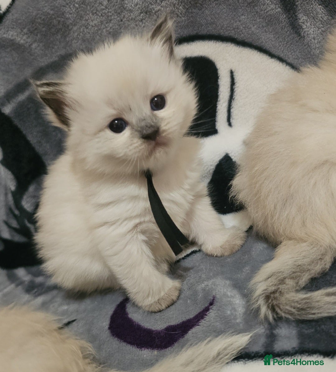 Ragdoll cats for sale: 5 Beautiful Ragdoll kittens for sale 💞 - Advert 9