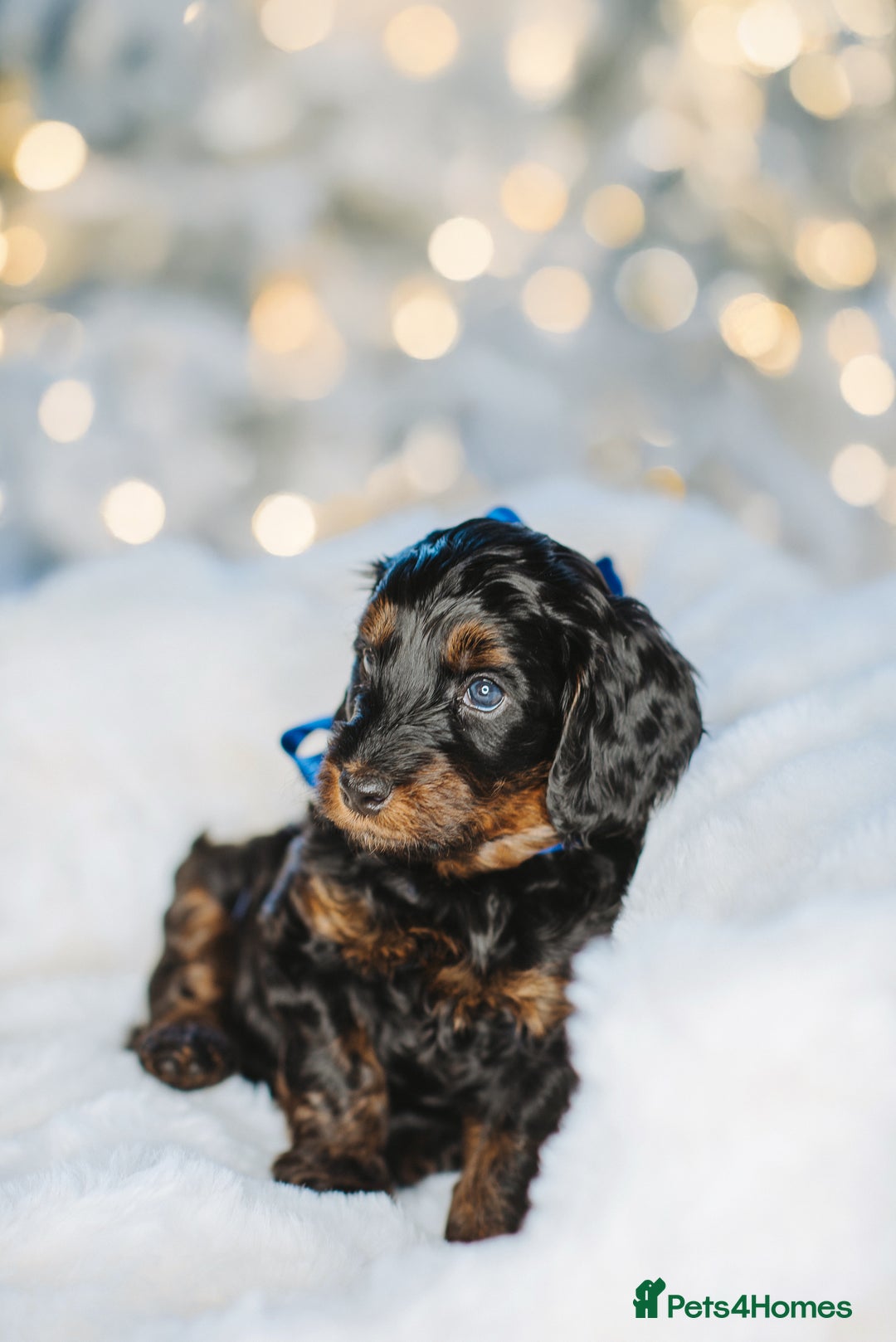 Cockapoo dogs for sale:  READY NOW!! 💙🐶💙2 boys Amazing F1b Cockapoos  - Advert 4
