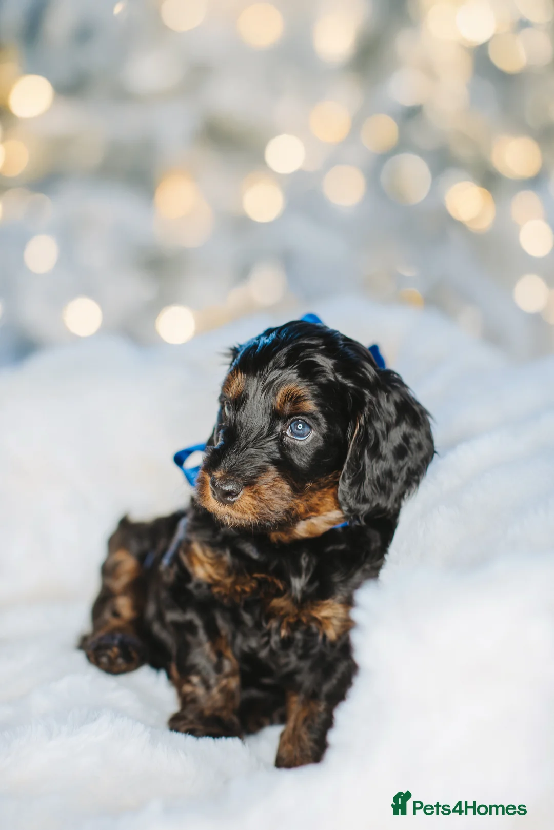Cockapoo dogs for sale:  READY NOW!! 💙🐶💙2 boys Amazing F1b Cockapoos  - Advert 4