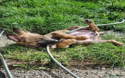 Belgian Shepherd Dog dogs for sale: 13/14 weeks Female malinois for sale £450  - Image 2