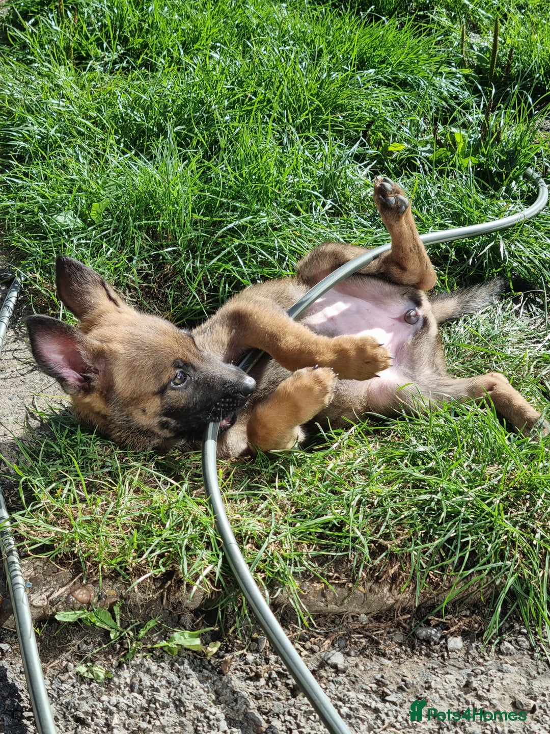 Belgian Shepherd Dog dogs for sale: 13/14 weeks Female malinois for sale £450  - Image 2