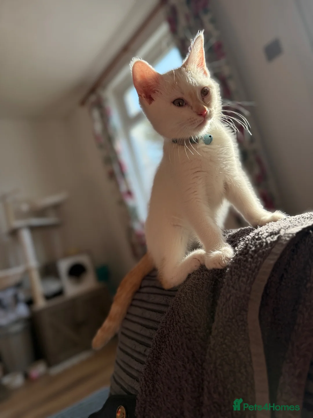Siberian cats for sale: Male kitten for sale. Zuma - Advert 2
