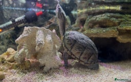 Turtle reptiles for sale: Musk Turtle for Sale – Healthy & Well-Cared-For 🐢 - Advert 2