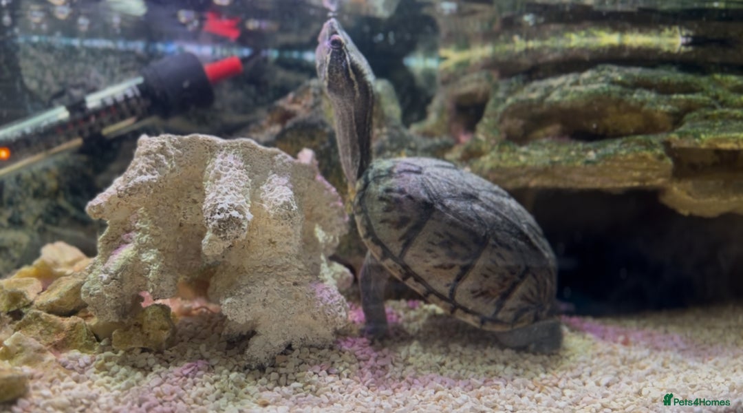 Turtle reptiles for sale: Musk Turtle for Sale – Healthy & Well-Cared-For 🐢 - Advert 2