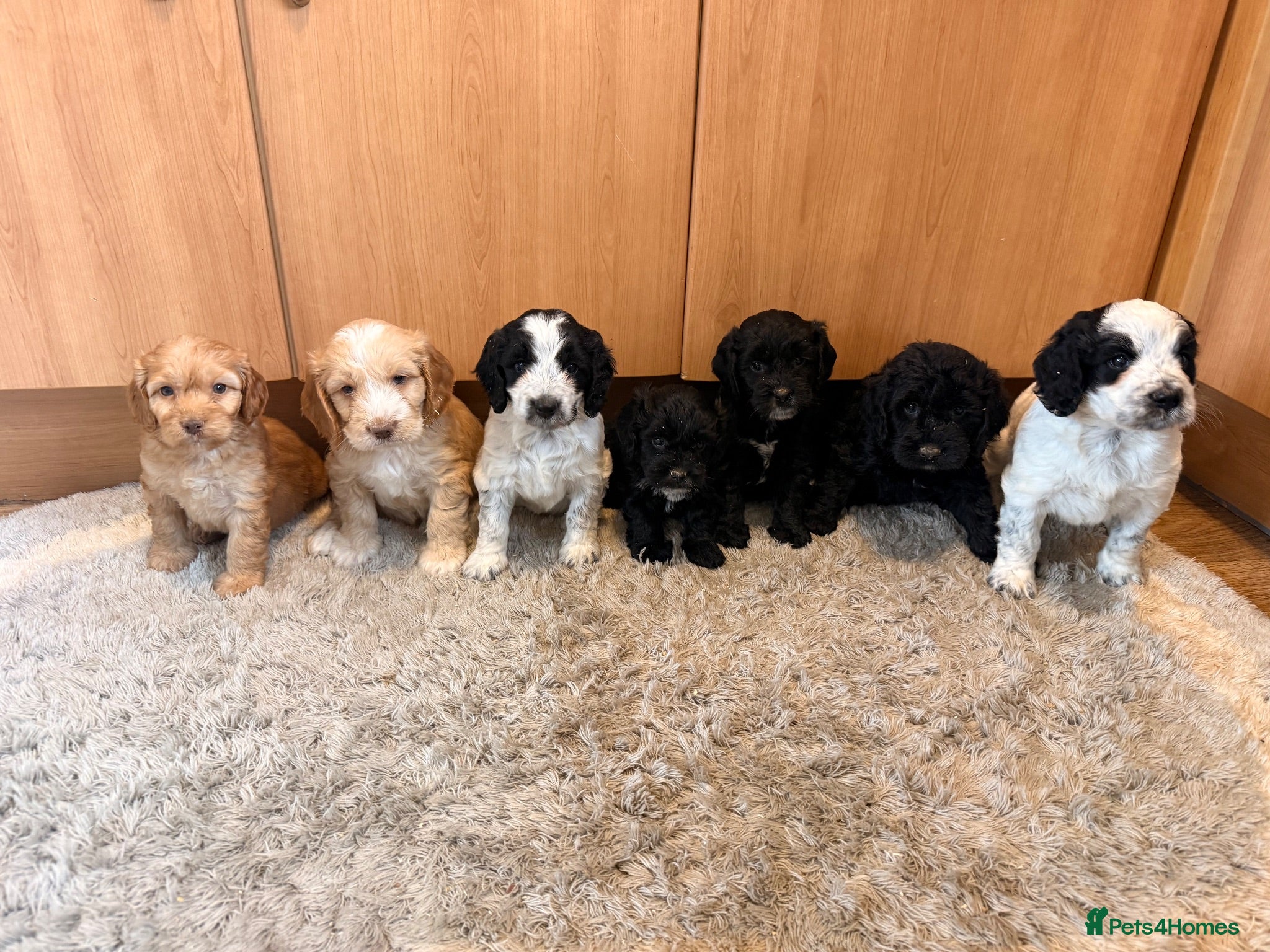 Cockapoo dogs 🏡Ready to leave cockerpoos 🐶🏡 - Advert 2
