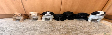 Cockapoo 5